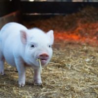 pig-5-unsplash