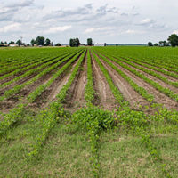 soybean-crop-usda