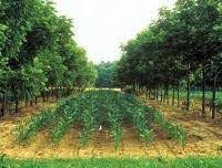 agroforestry-usda