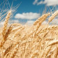 winter-wheat-usda