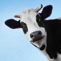 dairy-cow-2-ncga