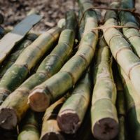 sugar-cane-unsplash