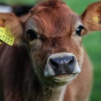 calf-cow-cattle-unsplash