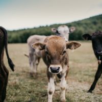 calf-cow-cattle-2-unsplash