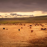 cattle-6-unsplash
