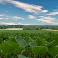 soybean-field-3