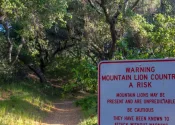 Mountain Lion Warning Sign Along a Tree Covered Hiking Trail in O'Neill Regional Park^ CA