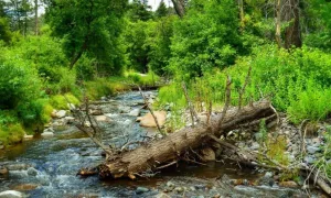 Ruidoso River in Ruidoso^ New Mexico.