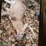 Mary Lowe: Liberty township 11 pt crossbow