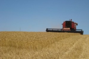 070814 Wheat Harvest