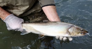 Bull Trout Stock Photo