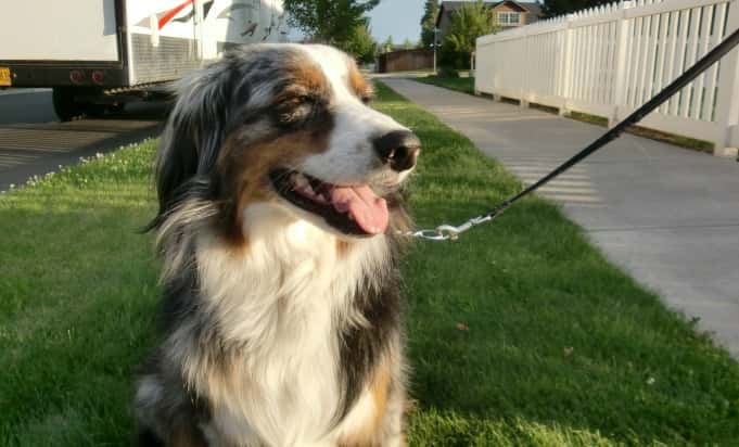 BPRD Reminder About Dog Leash Rules - Vimarsana News
