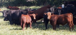 Cattle STOCK