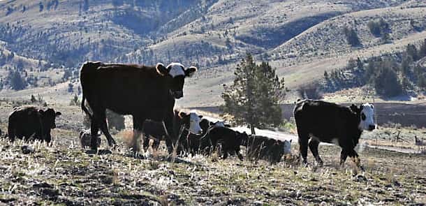 Project Donates 200 Tons Of Local Beef - Vimarsana News