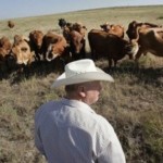 cattle-drought