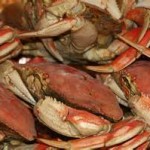 dungeness-crab-close