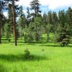 ochoco-national-forest-grassy-area-and-trees