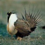 great-sale-grouse-2