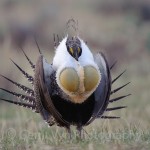 greater-sage-grouse-vyn-090424-0119