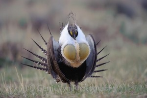 Greater-Sage-Grouse-Vyn-090424-0119
