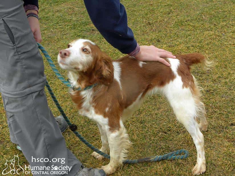BPRD Reminds Dog Owners Of Leash Laws - Vimarsana News
