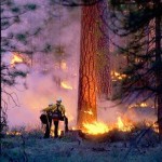 wildfire-pic-2