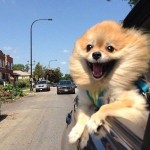 dog-in-car-aaa-of-oregon