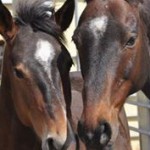 horses-equine-outreach