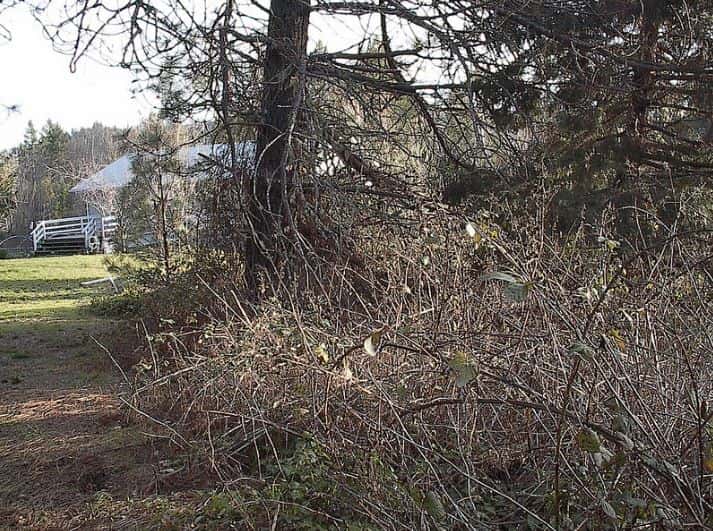 Deschutes County Grants Help Wildfire Risk - Vimarsana News