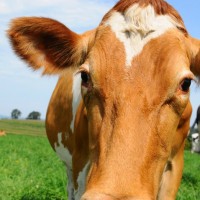 dairy-farmers-cow-facebook