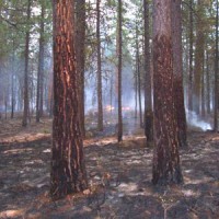 us-forest-service-prescribed-burn-file