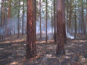 us forest service prescribed burn file