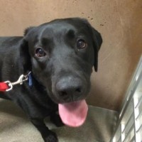 humane-society-of-central-oregon-lucus-the-dog