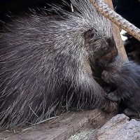 porcupine-at-high-desert-museum