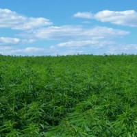 oregon-hemp-growers-facebook