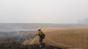 grizzly bear fire fighter