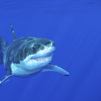 thinkstock_090215_greatwhiteshark