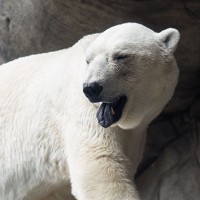 090215_gettyimages_polarbears