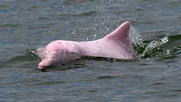 Hong Kong's Iconic Pink Dolphins In Danger Of Extinction 