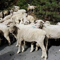 sheep-pic3