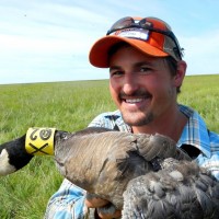 canada-goose-usfws-facebook-page