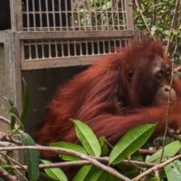 ht_borneo_orangutan_released_hb_151027_31x13_992