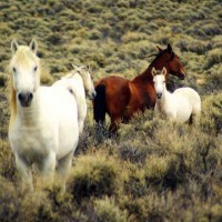 american-wild-horse-preservation-campaign-facebook