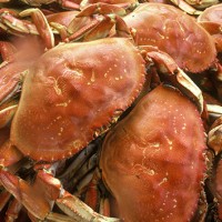 getty_11515_crabs