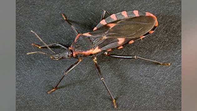 Dangerous Chagas Infection from 'Kissing Bug' Found in ...
