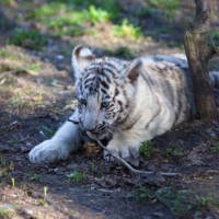 getty_120415_whitebengaltigercub