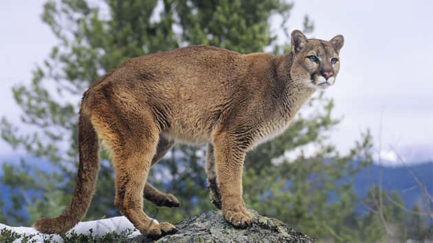 Cougar may be roaming around Athletic Club of Bend | MyCentralOregon ...