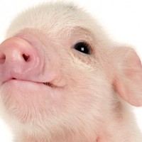 thinkstock_12416_babypig