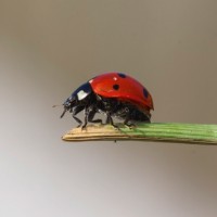 getty_012616_ladybug