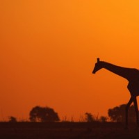 getty_012616_giraffeafrica